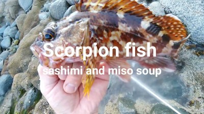scorpion fish sashimi amd miso soupsamunr_Moment